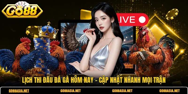 Lịch Thi Đấu Đá Gà Hôm Nay - Cập Nhật Nhanh Mọi Trận