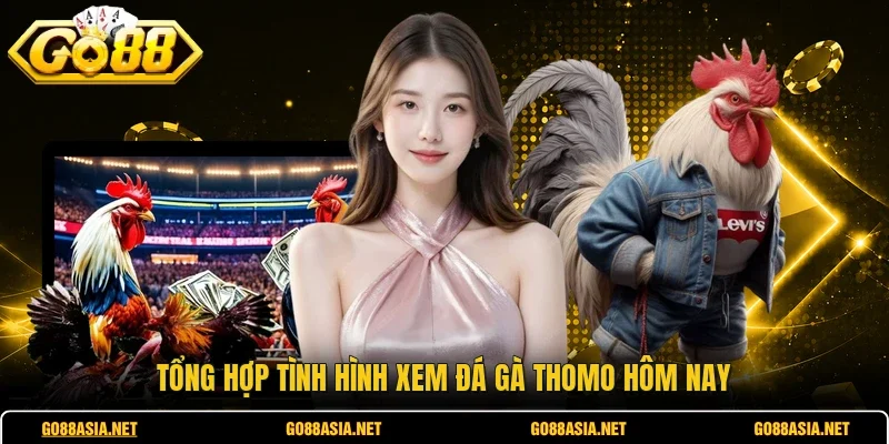 Tổng hợp tình hình xem đá gà Thomo hôm nay