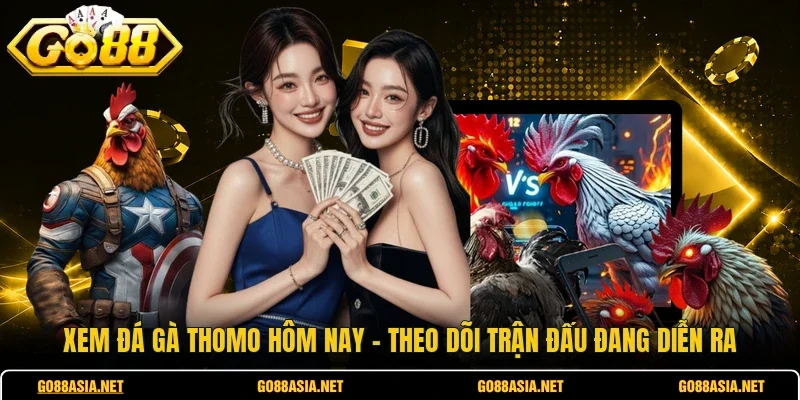 Xem Đá Gà Thomo Hôm Nay - Theo Dõi Trận Đấu Đang Diễn Ra